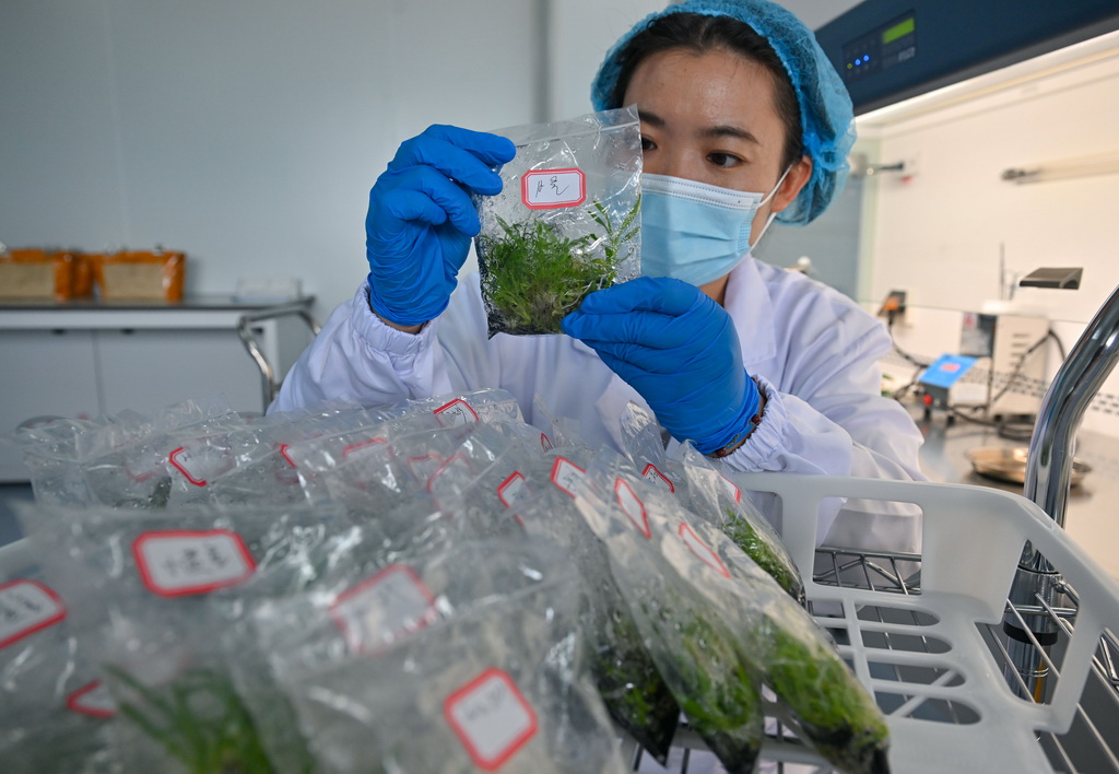 8月27日，三亞崖州灣科技城月亮島綜合實驗室的工作人員在進行植物組織培養。?？诤ｊP實驗室總面積5.6萬平方米，主要分布在?？?、三亞，共有8棟實驗室大樓。三亞崖州灣科技城月亮島綜合實驗室是其中之一。