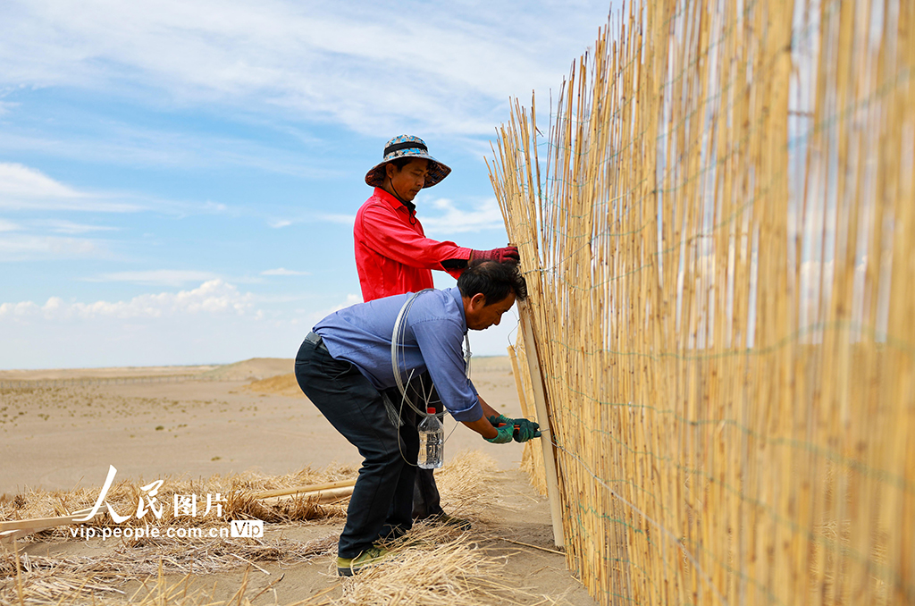甘肅金塔:給風沙“設路障” 讓沙漠“穿綠衣”【4】