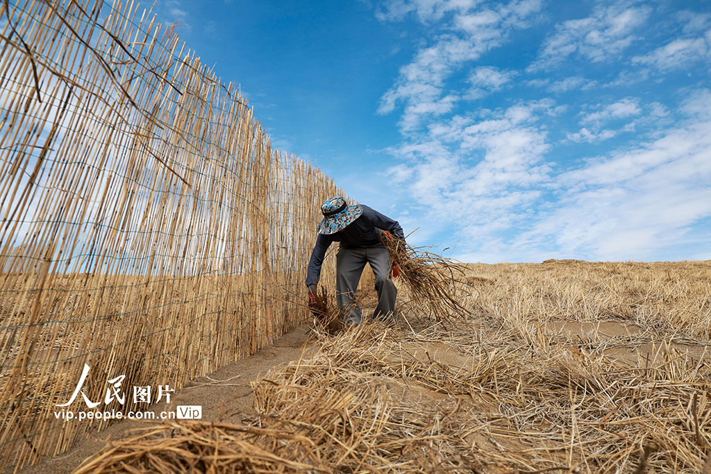 甘肅金塔:給風沙“設路障” 讓沙漠“穿綠衣”【3】