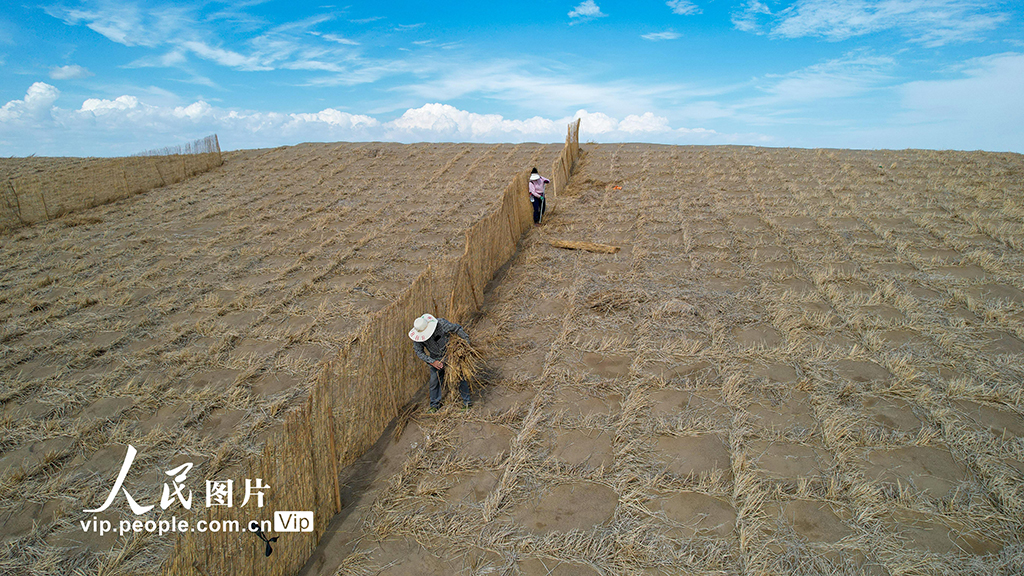甘肅金塔:給風沙“設路障” 讓沙漠“穿綠衣”【2】