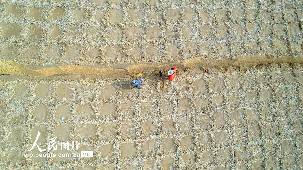 甘肅金塔:給風沙“設路障” 讓沙漠“穿綠衣”【5】