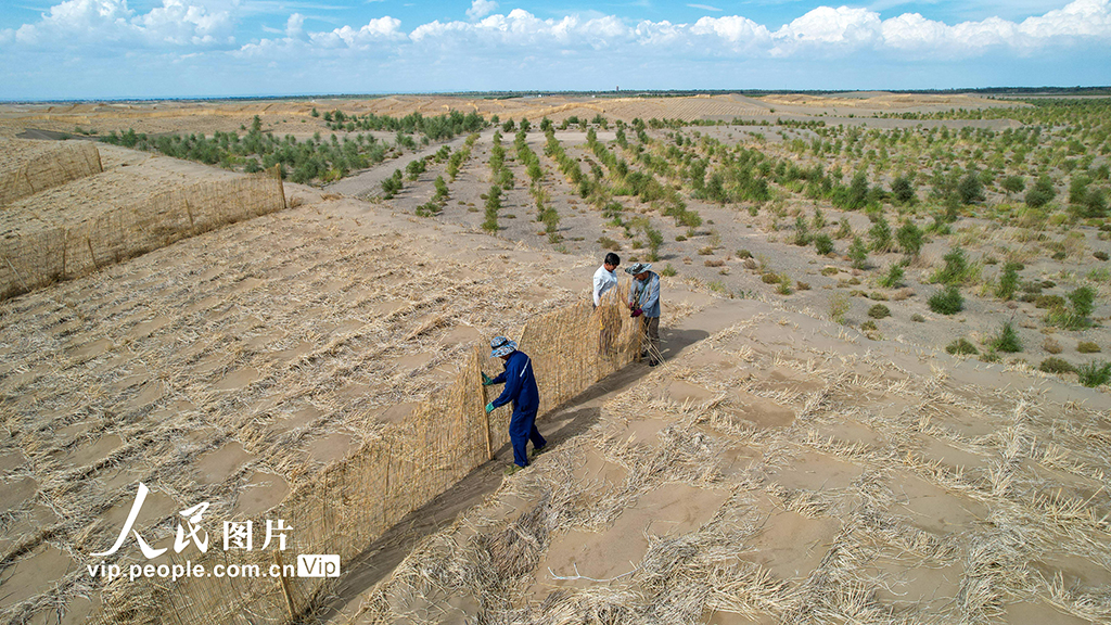 甘肅金塔:給風沙“設路障” 讓沙漠“穿綠衣”【6】
