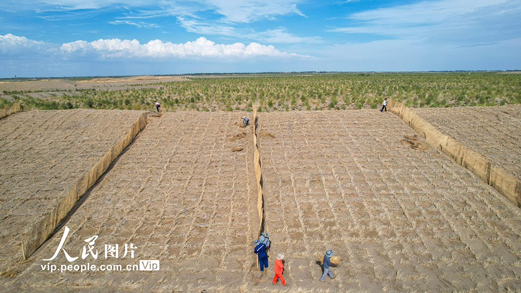 甘肅金塔:給風沙“設路障” 讓沙漠“穿綠衣”【7】
