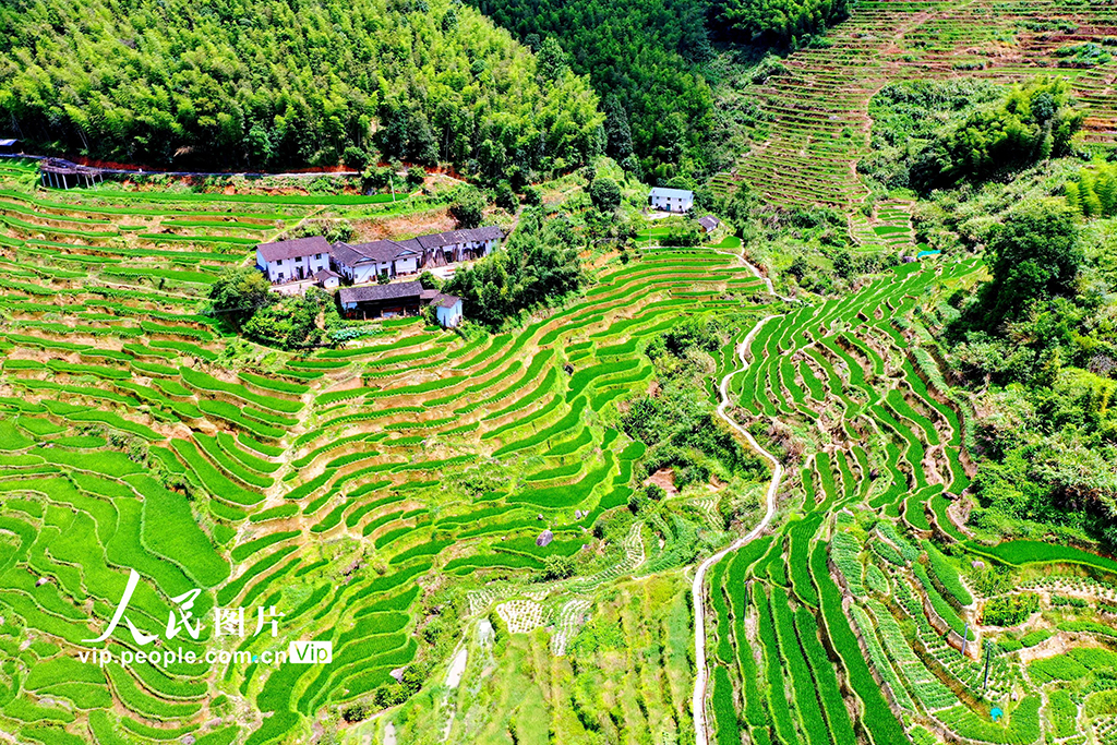 江西崇義:初秋梯田景如畫【2】