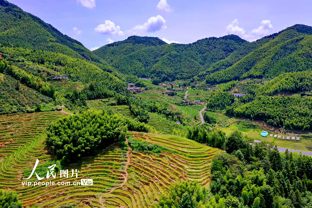 江西崇義:初秋梯田景如畫【3】