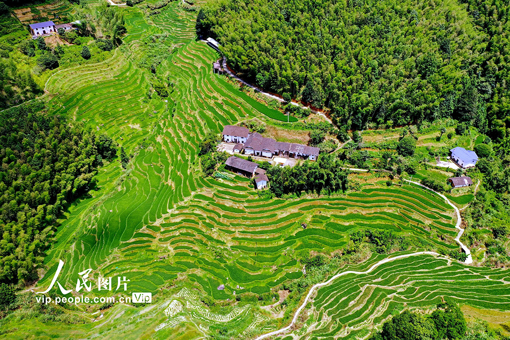 江西崇義:初秋梯田景如畫【4】
