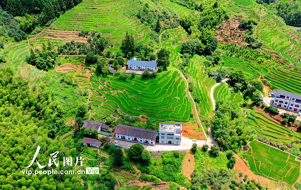 江西崇義:初秋梯田景如畫【5】