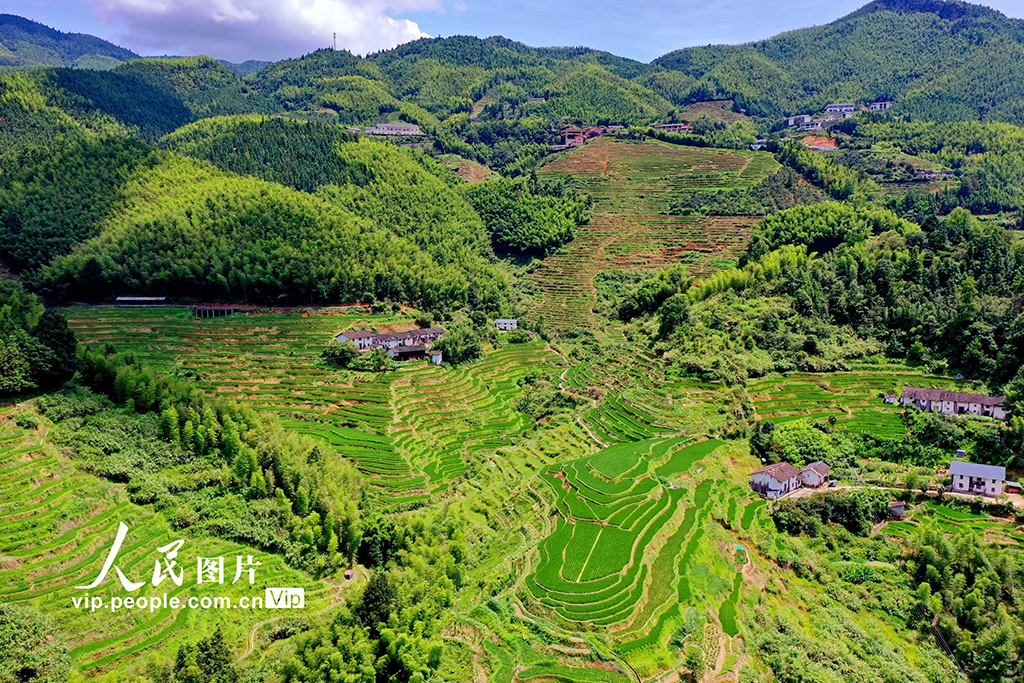 江西崇義:初秋梯田景如畫【7】