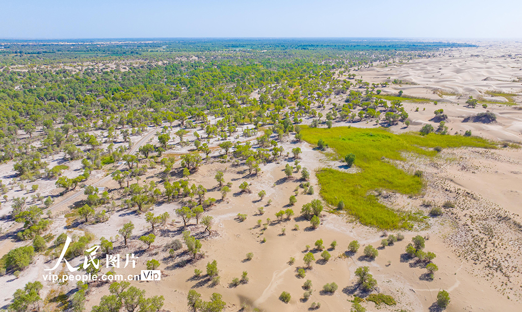 新疆尉犁:水豐林茂 生態環境持續向好【4】