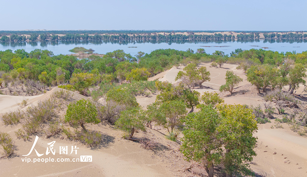 新疆尉犁:水豐林茂 生態環境持續向好【8】