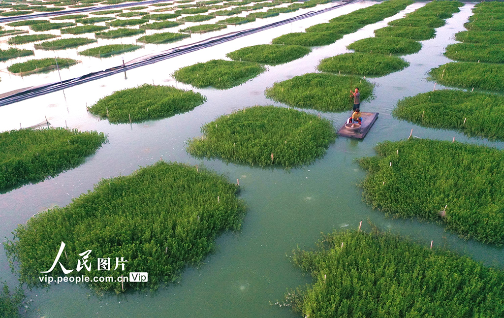 江蘇淮安:“綠色家園”優質育蟹【2】