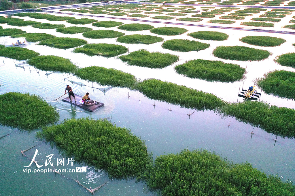 江蘇淮安:“綠色家園”優質育蟹【3】