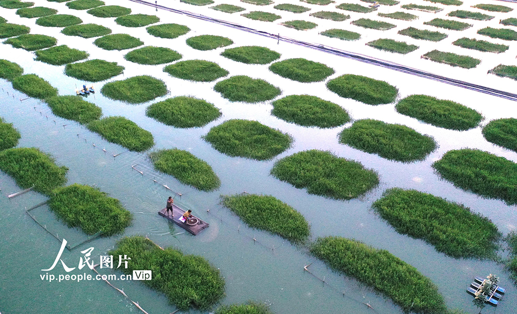 江蘇淮安:“綠色家園”優質育蟹【4】