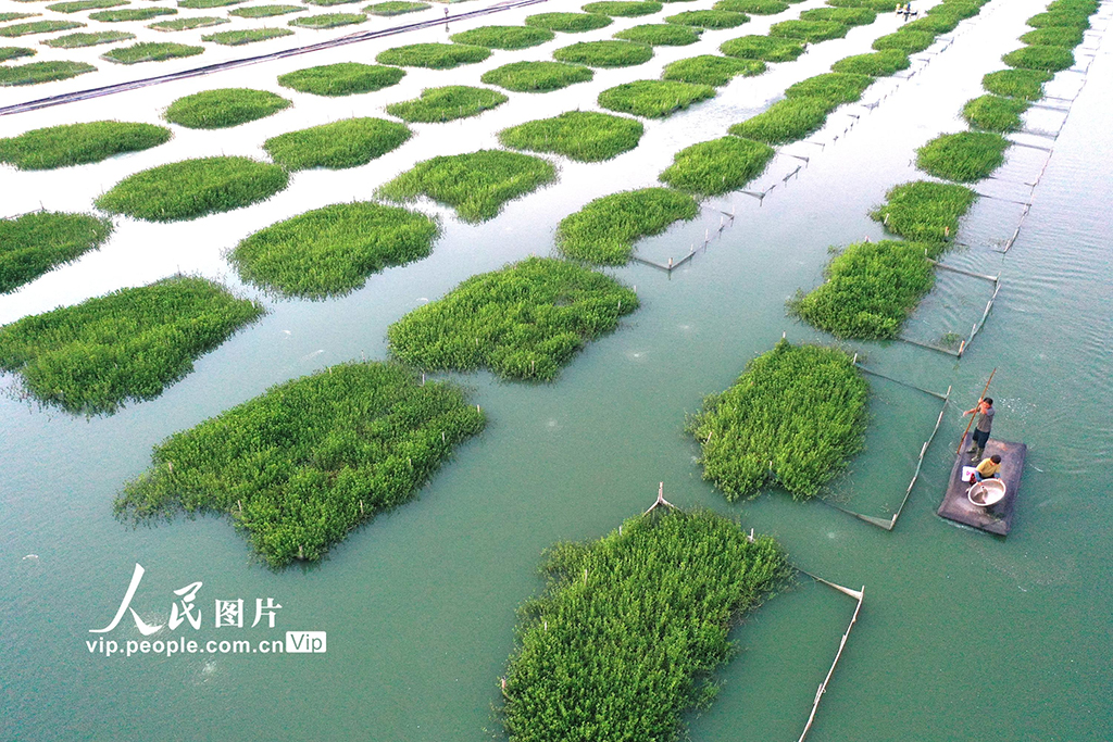 江蘇淮安:“綠色家園”優質育蟹【5】