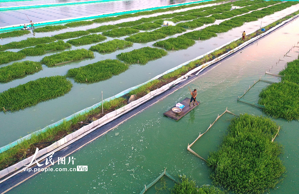 江蘇淮安:“綠色家園”優質育蟹【6】