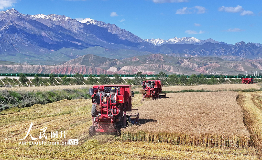 甘肅民樂：收割小麥【2】