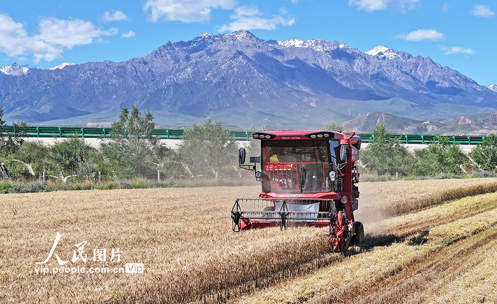 甘肅民樂：收割小麥【3】