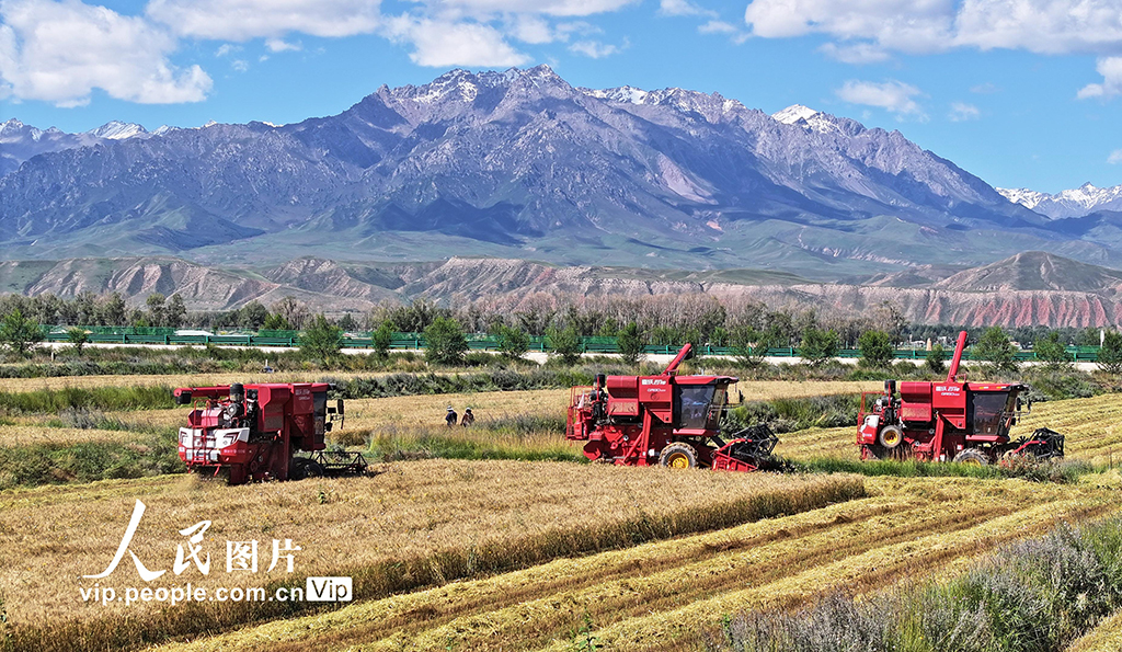 甘肅民樂：收割小麥【5】