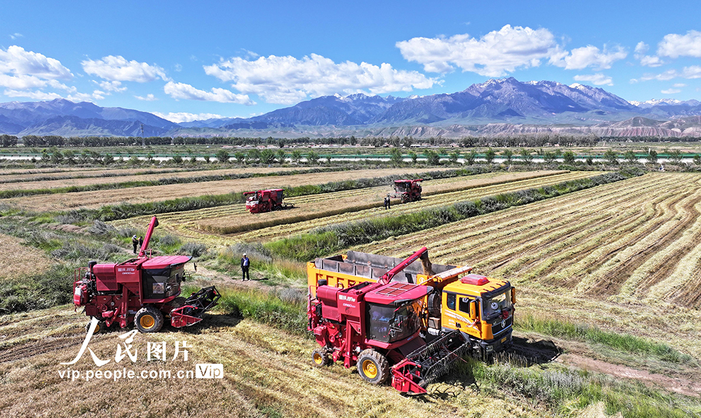 甘肅民樂：收割小麥【6】