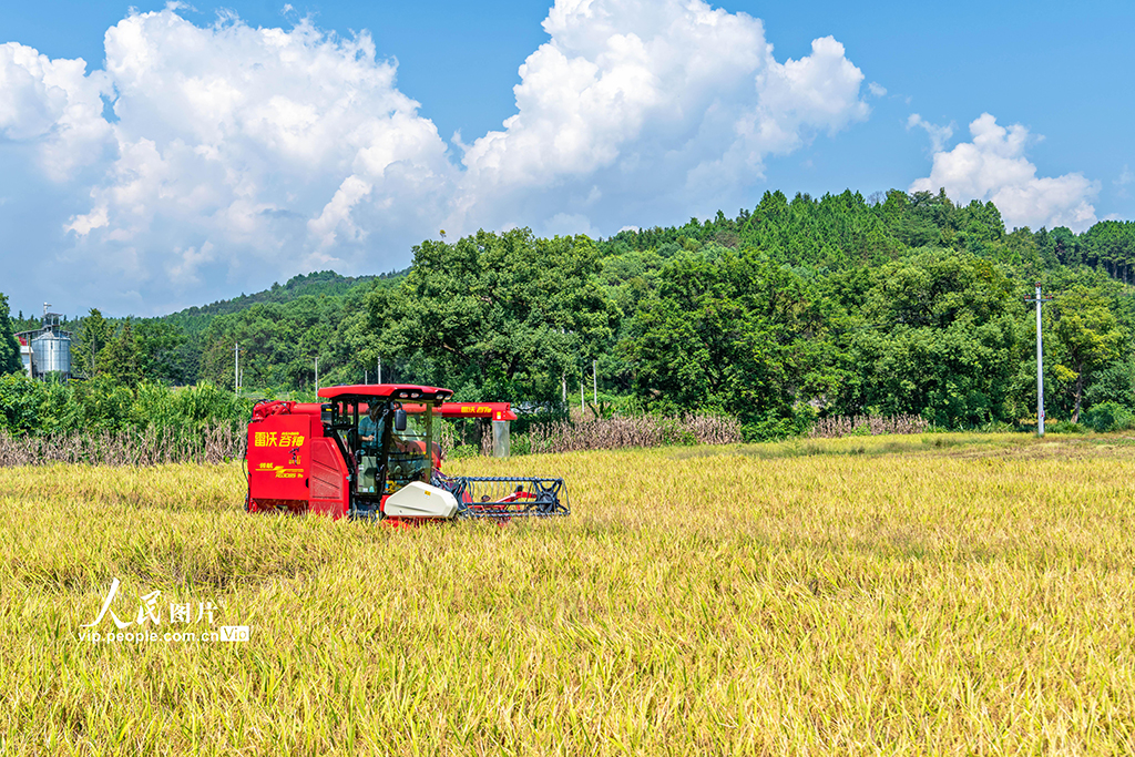 湖南東安:中稻熟【2】