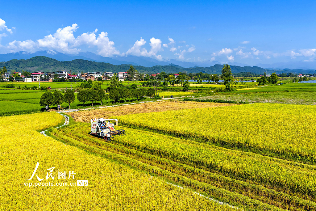 湖南東安:中稻熟【3】