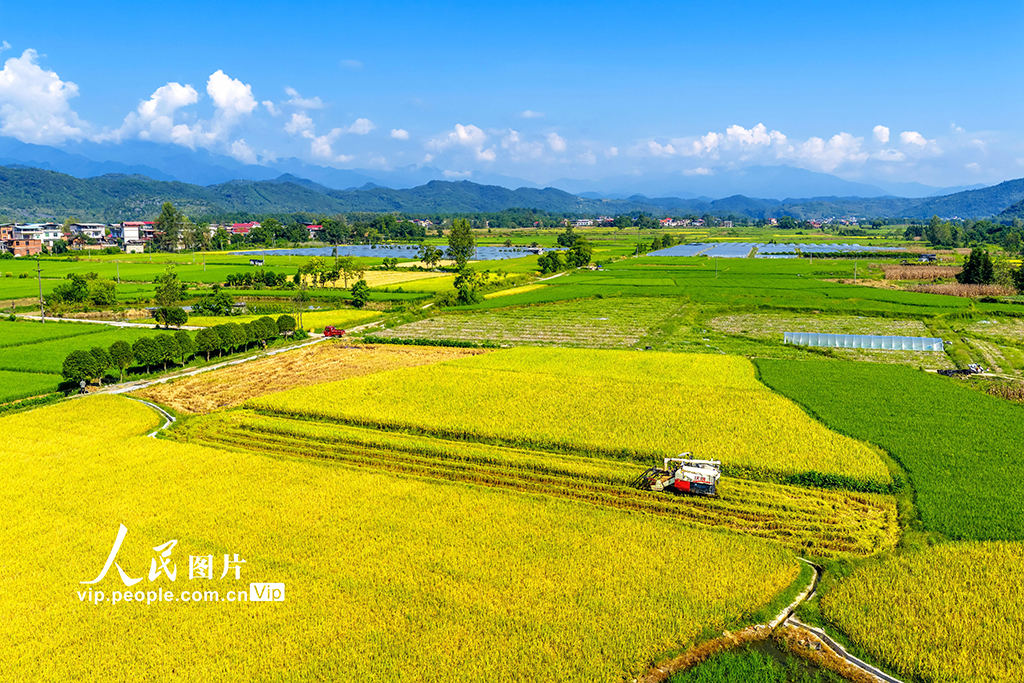 湖南東安:中稻熟【4】