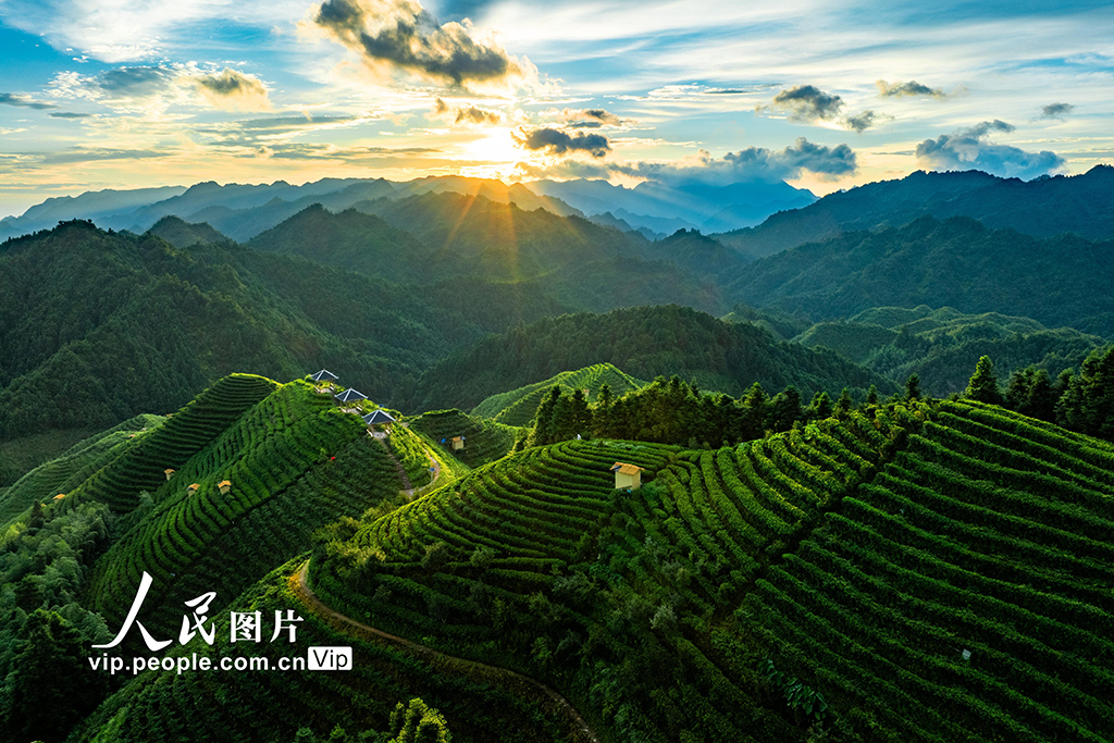 廣西金秀:高山茶園晨景美【3】