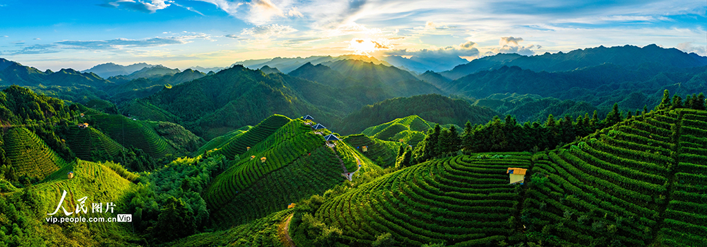 廣西金秀:高山茶園晨景美【4】