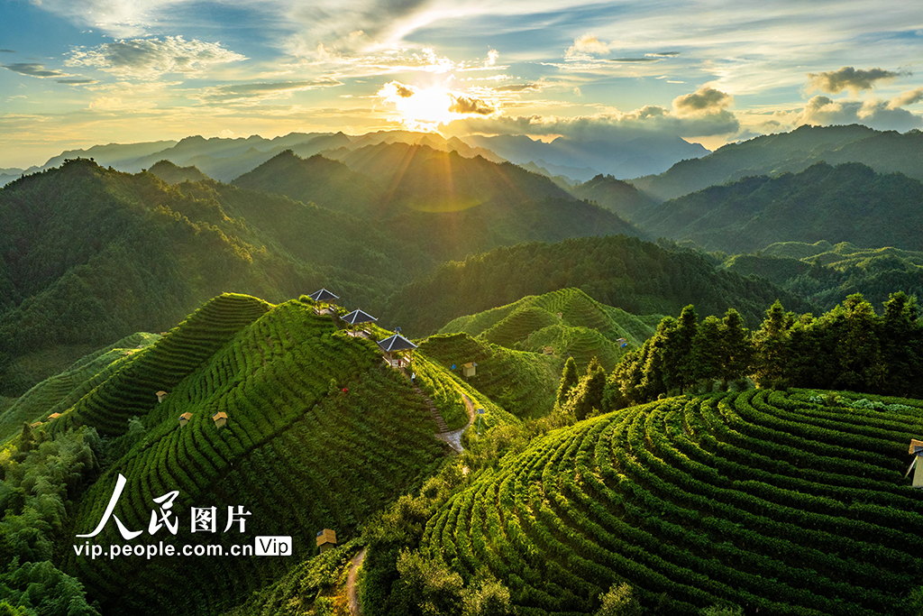 廣西金秀：高山茶園晨景美