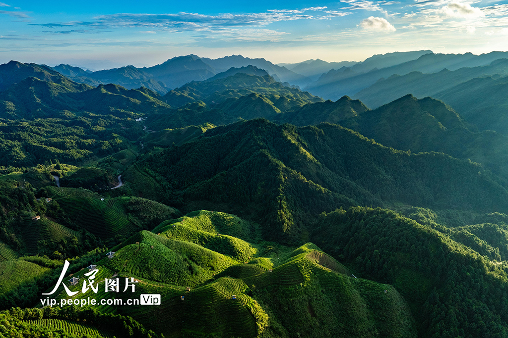 廣西金秀:高山茶園晨景美【5】