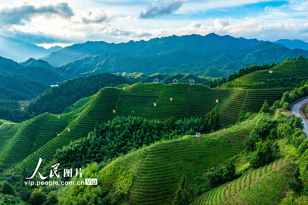 廣西金秀:高山茶園晨景美【2】