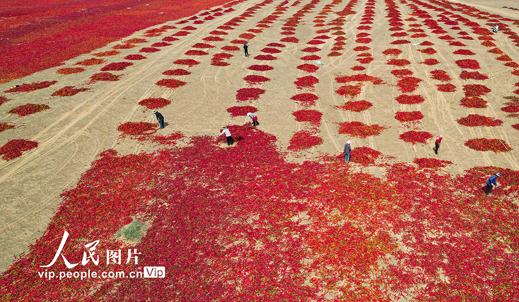 甘肅高臺:曬辣椒【4】