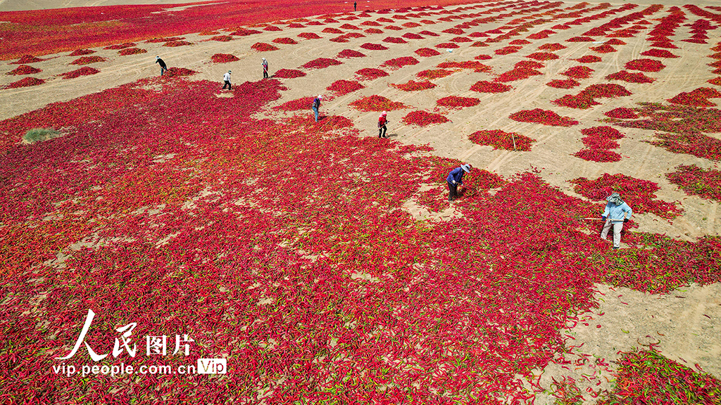 甘肅高臺:曬辣椒【3】