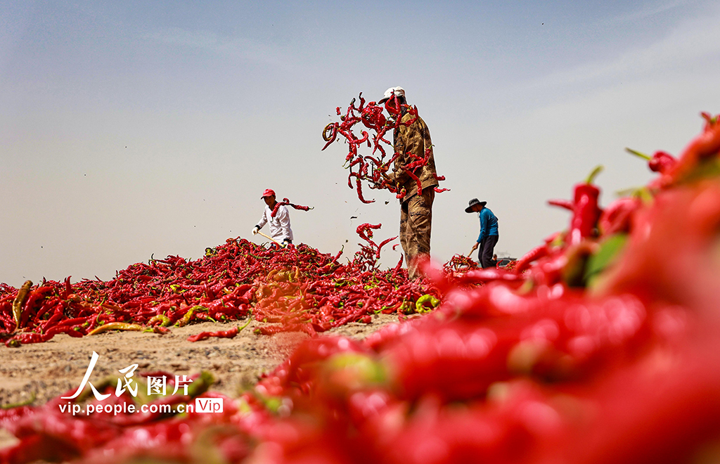甘肅高臺:曬辣椒【2】