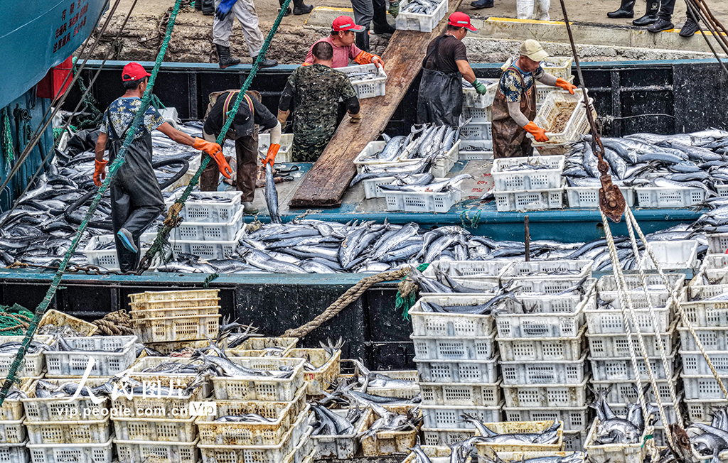 山東榮成:滿載漁獲歸來
