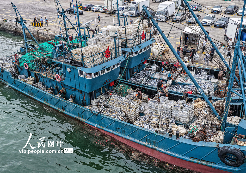 山東榮成：滿載漁獲歸來【2】