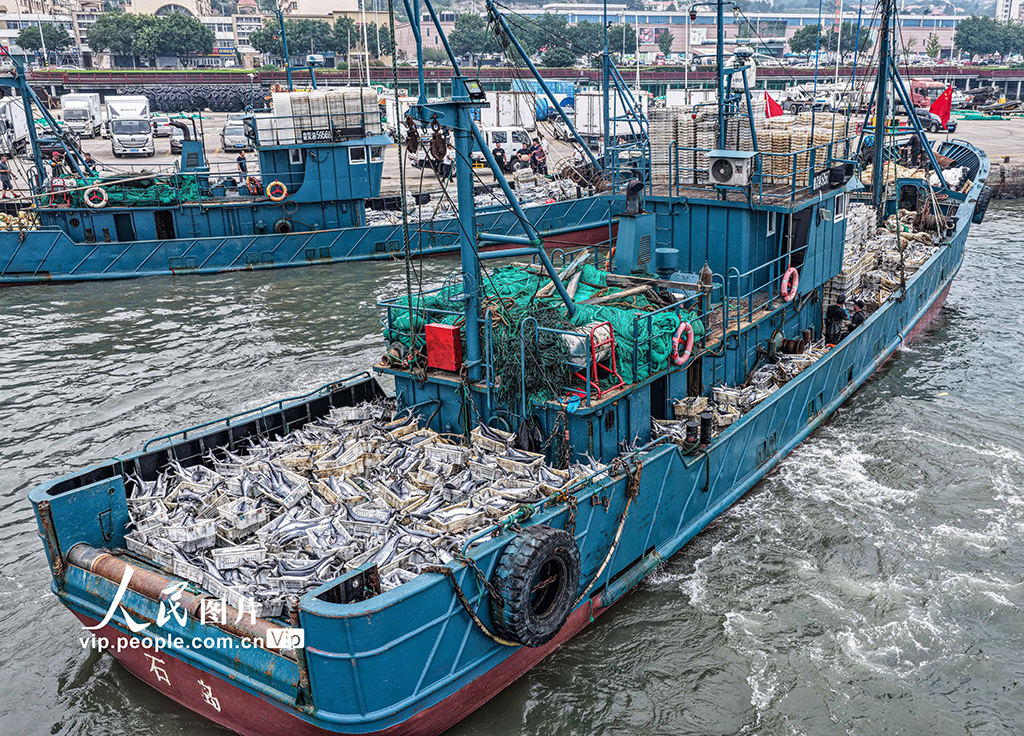 山東榮成：滿載漁獲歸來【3】