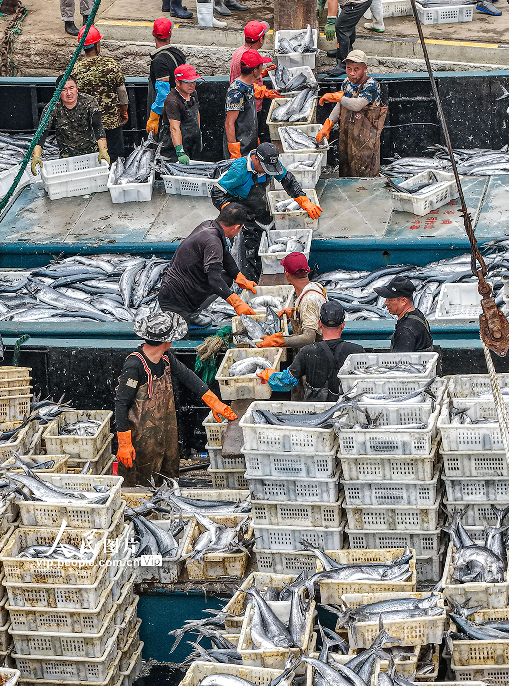 山東榮成：滿載漁獲歸來【7】