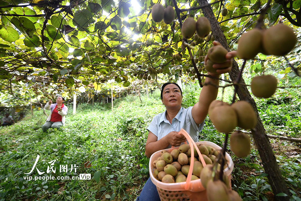 貴州榕江：獼猴桃豐收【2】