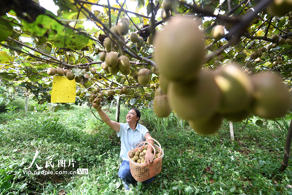貴州榕江：獼猴桃豐收【3】