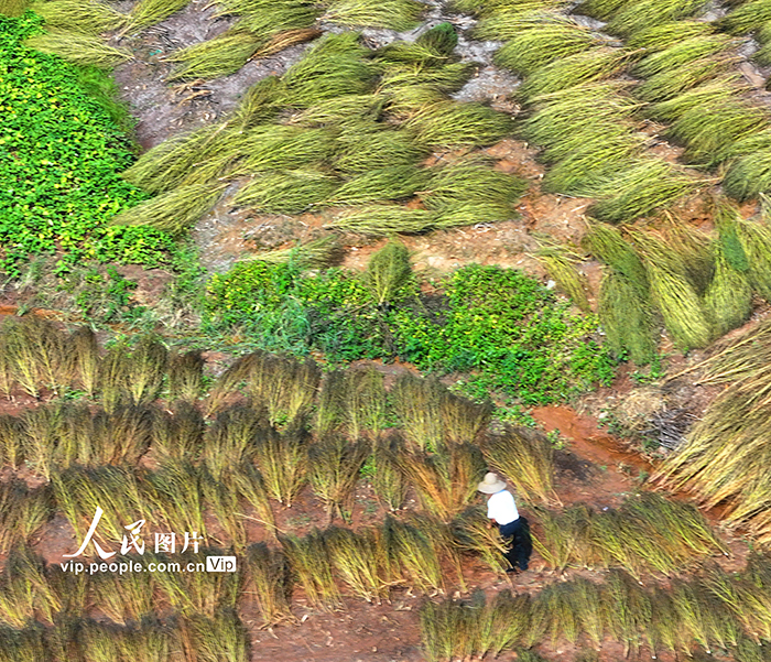 晾曬掃把草【3】