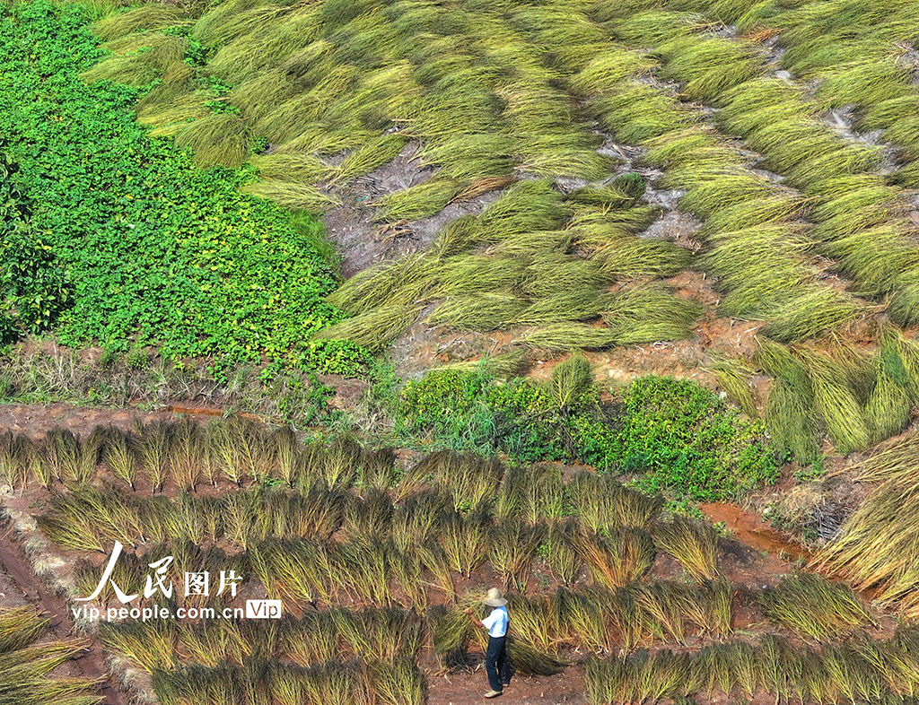 晾曬掃把草【2】