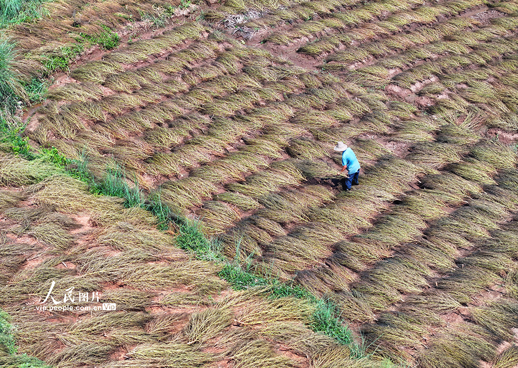 晾曬掃把草【5】