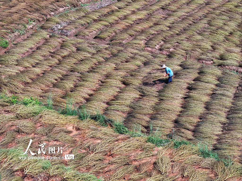晾曬掃把草【6】