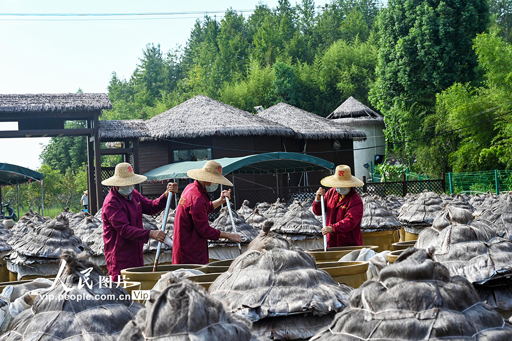 湖北英山：小醬菜 大產業【5】