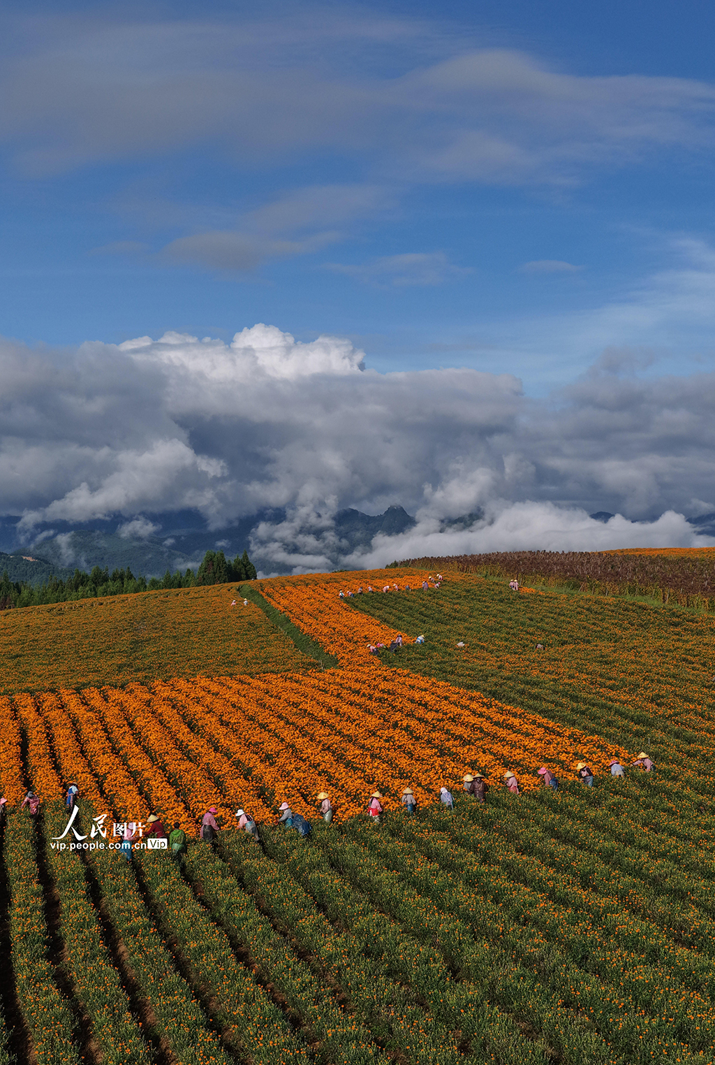 云南騰沖：采收萬壽菊【3】