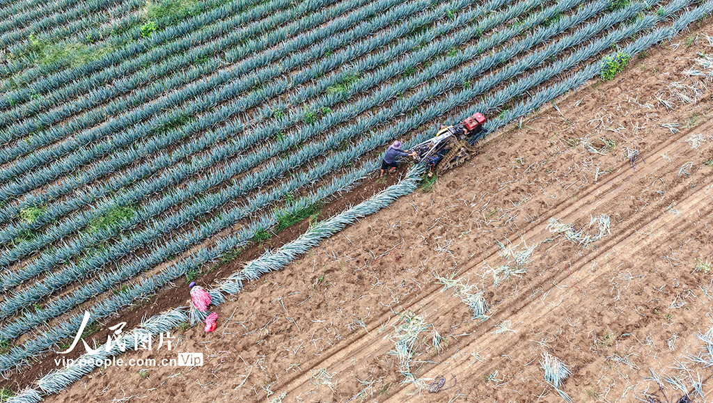 山東廣饒:收獲大蔥【3】
