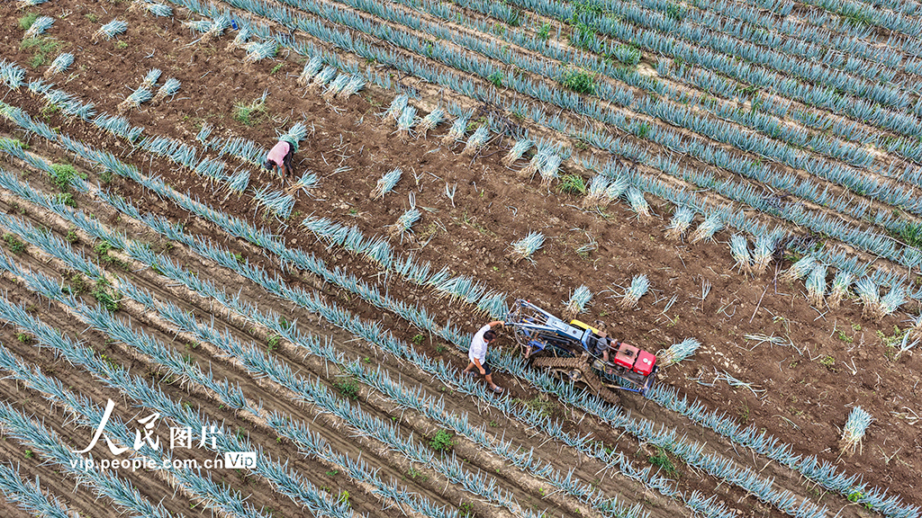 山東廣饒:收獲大蔥【4】