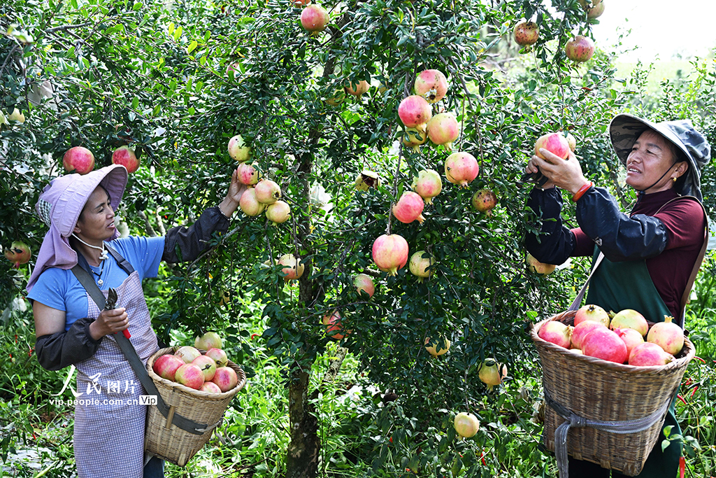 云南硯山:采摘石榴【2】