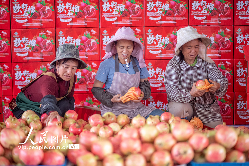 云南硯山:采摘石榴【3】
